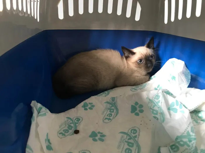 Gato ra a Siamês idade 2 a 6 meses nome Vanilla bb2meses siamêsa Linda 