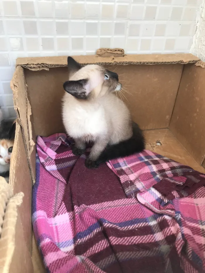 Gato ra a Siamês idade 2 a 6 meses nome Vanilla bb2meses siamêsa Linda 