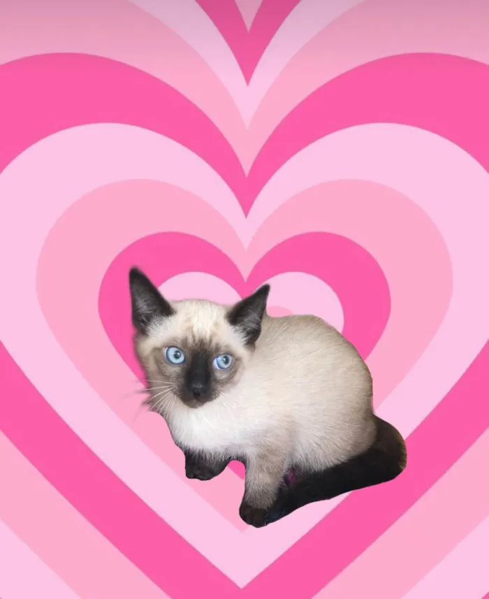 Gato ra a Siamês idade 2 a 6 meses nome Vanilla bb2meses siamêsa Linda 