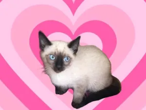 Gato raça Siamês idade 2 a 6 meses nome Vanilla bb2meses siamêsa Linda 
