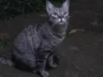 Nina