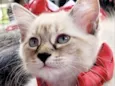Belinha