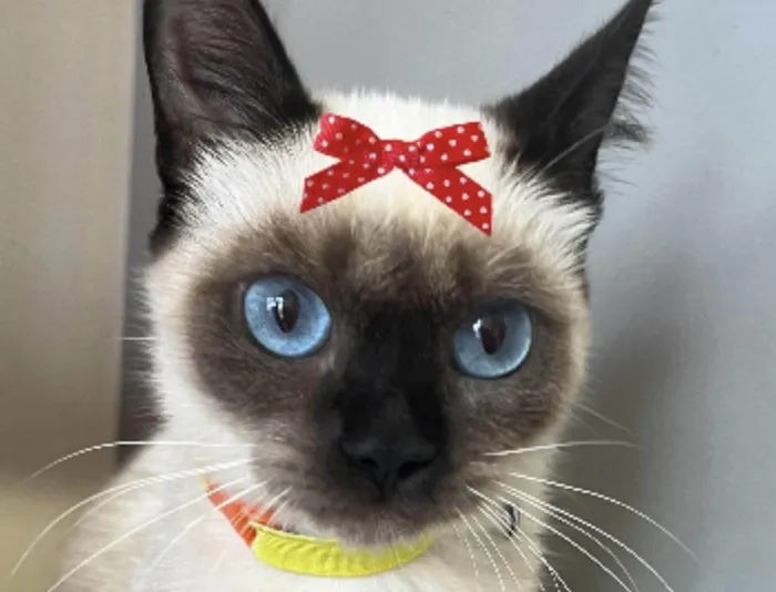 Gato ra a Siamesa idade 7 a 11 meses nome Nicole