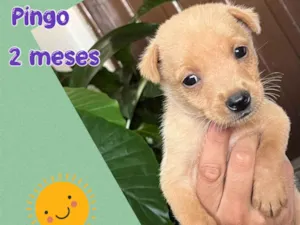Cachorro raça Srd  idade 2 a 6 meses nome Pingo