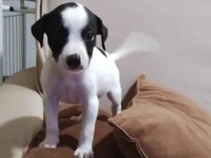 Cachorro raça SRD-ViraLata idade 2 a 6 meses nome Fêmea 
