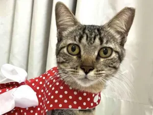 Gato raça Mestica  idade 7 a 11 meses nome Bia 