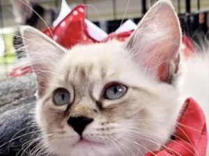 Gato raça Mestica  idade 2 a 6 meses nome Belinha 