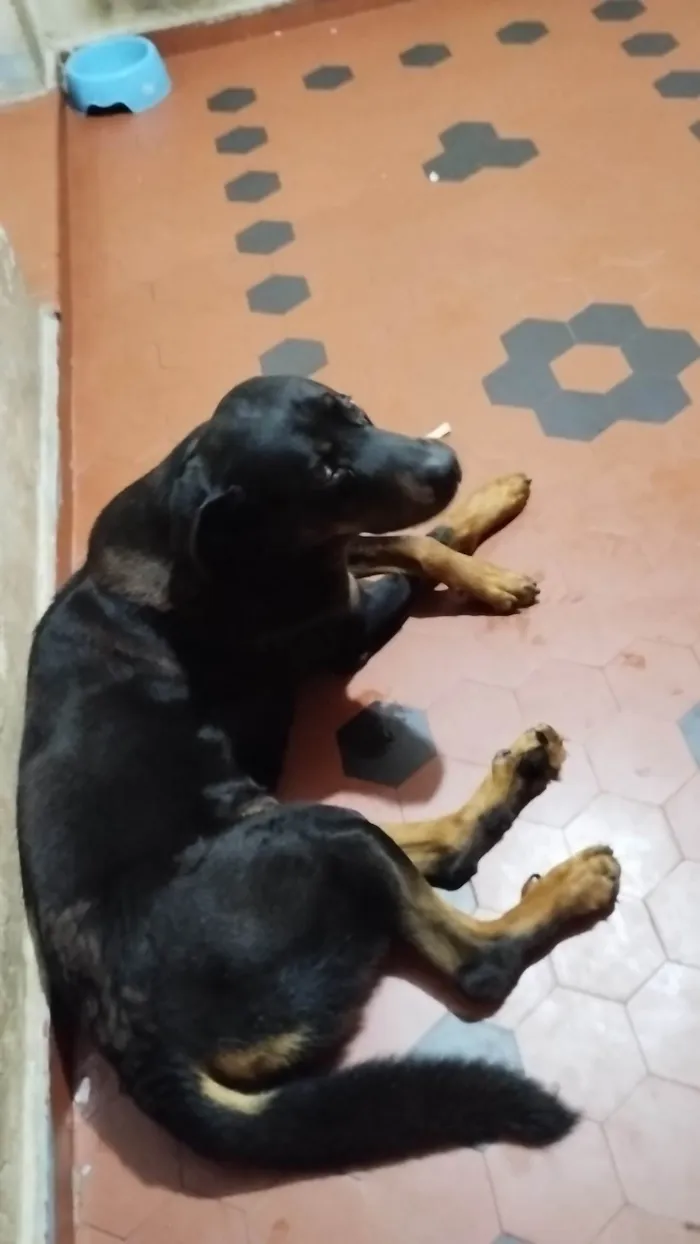 Cachorro ra a Rottweiler idade 5 anos nome Zeus
