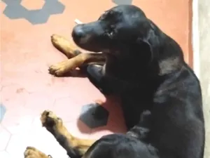 Cachorro raça Rottweiler idade 5 anos nome Zeus