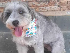 Cachorro raça Poodle idade 1 ano nome Alice