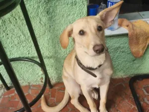 Cachorro raça SRD-ViraLata idade 7 a 11 meses nome Orelha