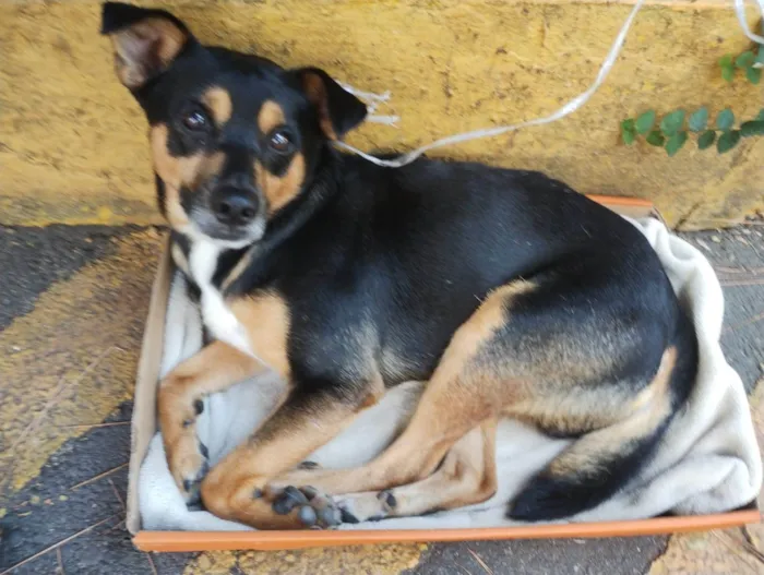 Cachorro ra a SRD-ViraLata idade 2 a 6 meses nome Filhote perdido