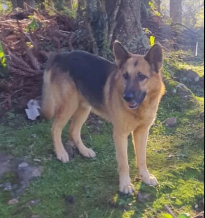 Cachorro ra a Pastor Alemão  idade 4 anos nome Rex