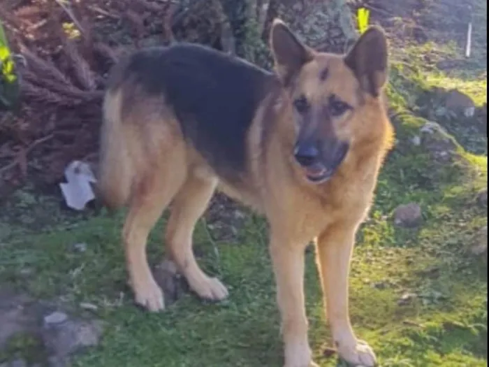 Cachorro ra a Pastor Alemão  idade 4 anos nome Rex