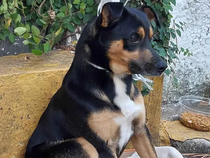 Cachorro ra a SRD-ViraLata idade 2 a 6 meses nome Perdido Encontrado