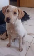Paçoquinha