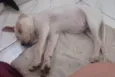 Paçoquinha