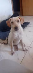 Paçoquinha