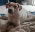 Paçoquinha