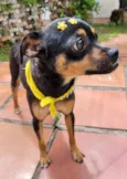 CHIQUINHA