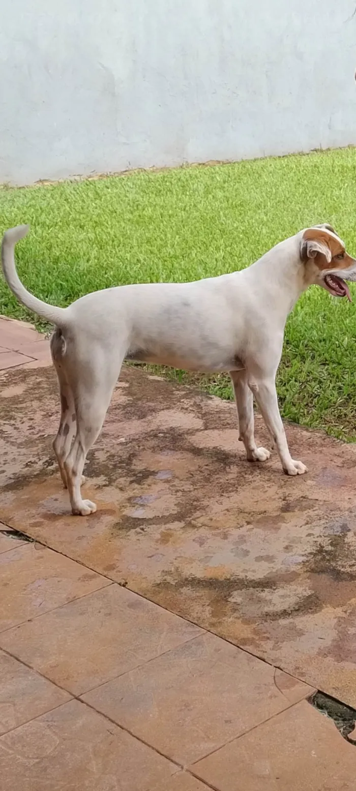 Cachorro ra a SRD-ViraLata idade 1 ano nome Luna