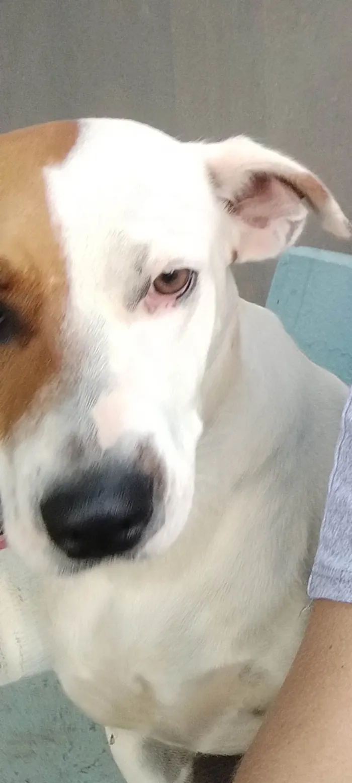 Cachorro ra a SRD-ViraLata idade 1 ano nome Luna