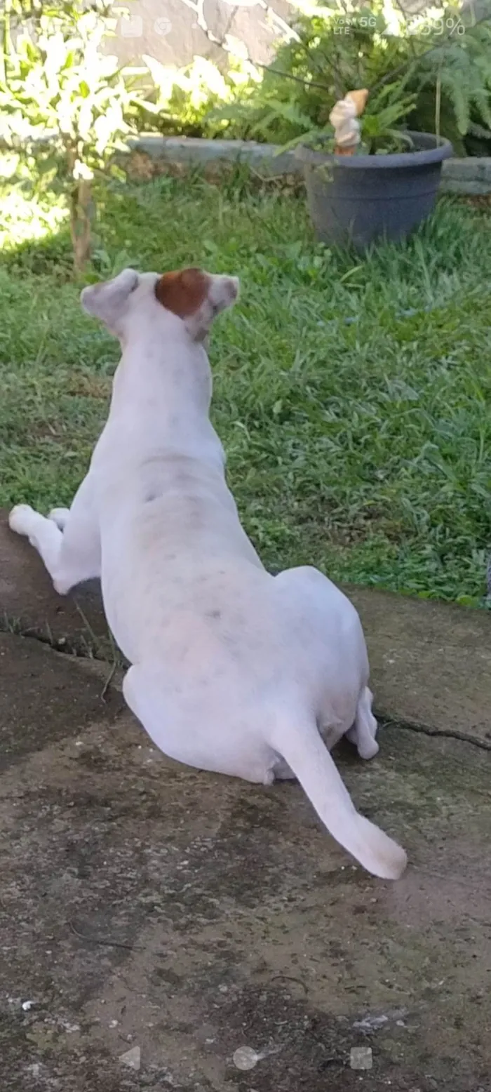 Cachorro ra a SRD-ViraLata idade 1 ano nome Luna