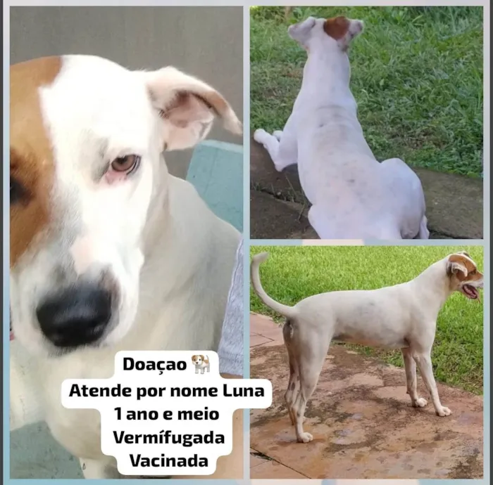 Cachorro ra a SRD-ViraLata idade 1 ano nome Luna