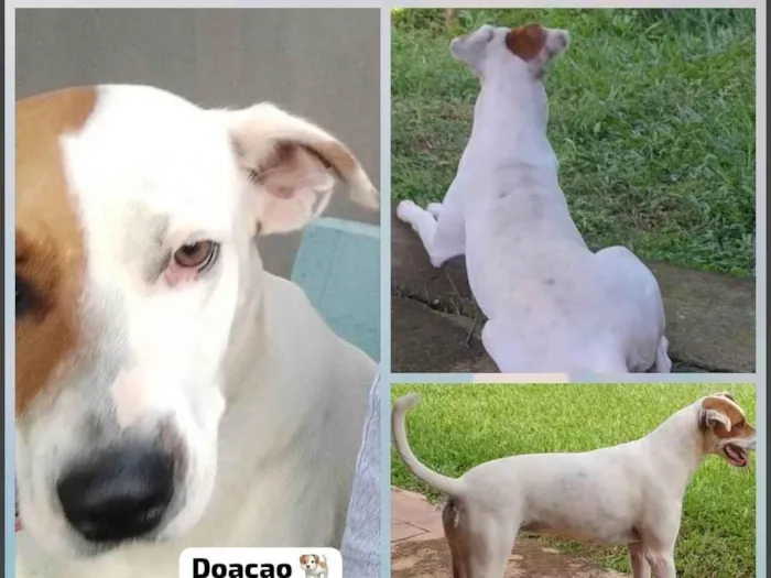 Cachorro ra a SRD-ViraLata idade 1 ano nome Luna