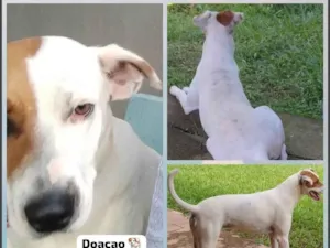 Cachorro raça SRD-ViraLata idade 1 ano nome Luna