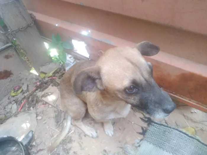 Cachorro ra a SRD idade 7 a 11 meses nome Paçoca 