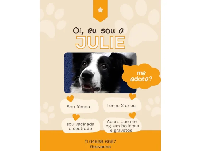 Cachorro ra a Border Colie idade 2 anos nome Julie 