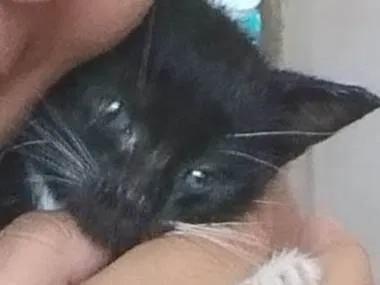 Gato ra a Não definida idade 2 a 6 meses nome Pretinho