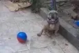 Adoção Especial