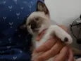 Pipoquinha