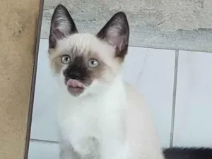 Gato raça SRD-ViraLata idade 2 a 6 meses nome Pipoquinha 