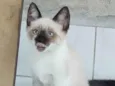 Pipoquinha