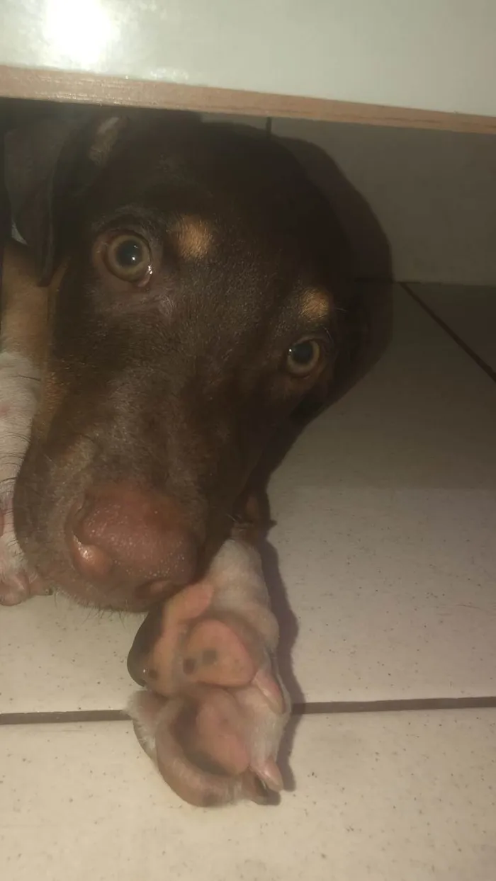 Cachorro ra a Não sei  idade 7 a 11 meses nome Marrom 