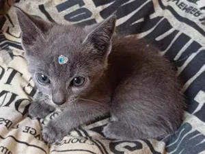 Gato raça Russo azul idade Abaixo de 2 meses nome Russo azul adocao