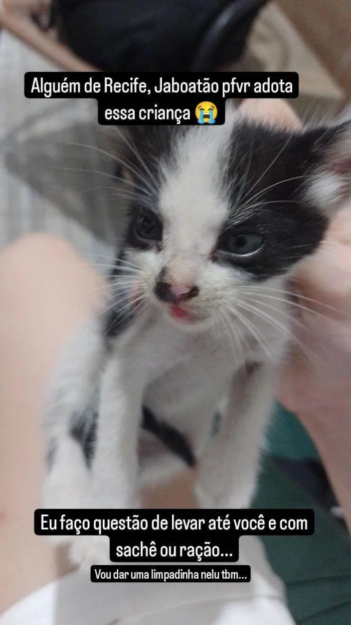 Gato ra a SRD-ViraLata idade Abaixo de 2 meses nome Sem nome