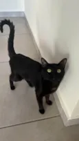 Veigar