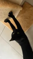 Veigar