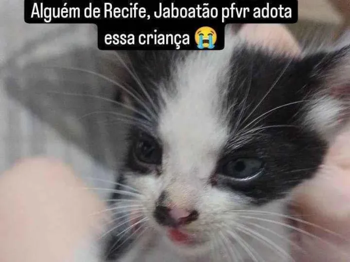 Gato ra a SRD-ViraLata idade Abaixo de 2 meses nome Sem nome