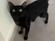 Veigar