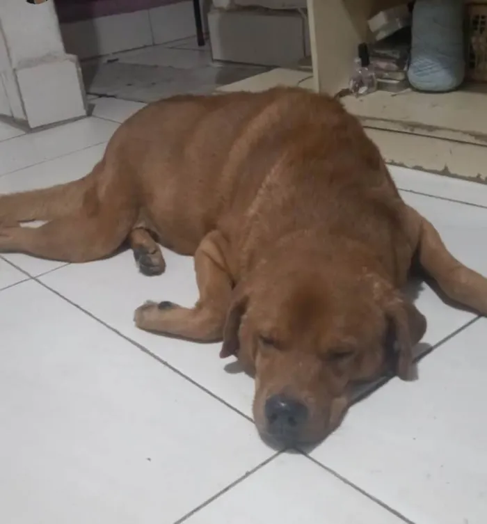 Cachorro ra a SRD-ViraLata idade 5 anos nome Mostarda 