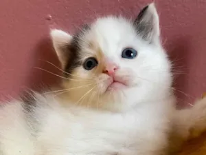 Gato raça Srd idade Abaixo de 2 meses nome Santiago e Ramiro