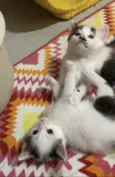 Santiago e Ramiro