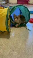 Ana