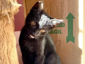 Gato raça Srd idade Abaixo de 2 meses nome Kiko