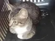 Thomas